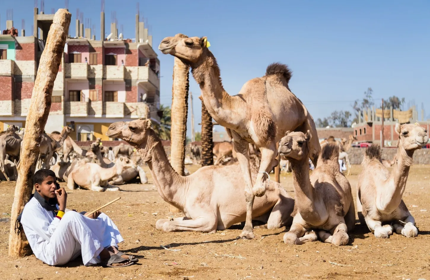 Daraw – El Koubania – Aswan